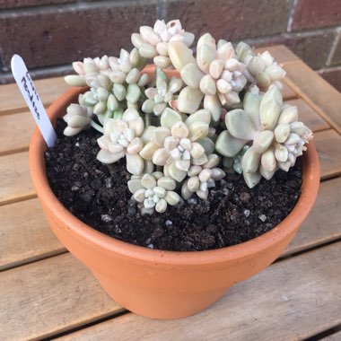 Graptopetalum Mendozae