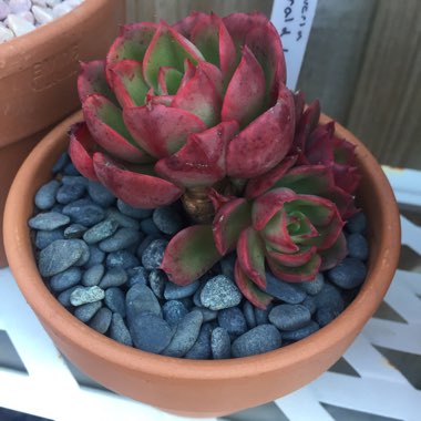 Echeveria Emerald Isle