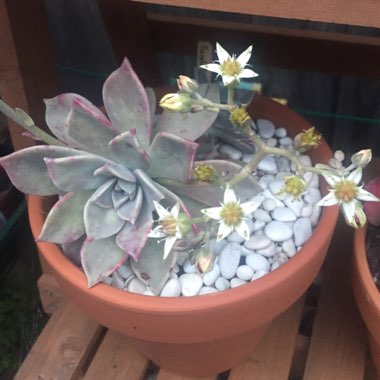 Graptopetalum Purple Haze