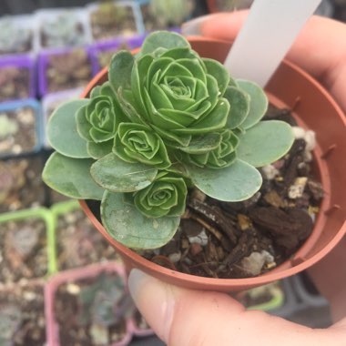 Aeonium Aureum