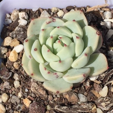 Echeveria Nobaranosei