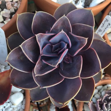 Echeveria Purple Pearl