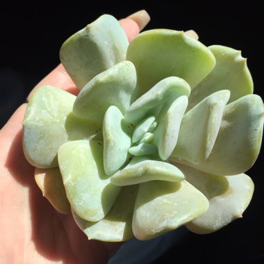 Echeveria Exotic