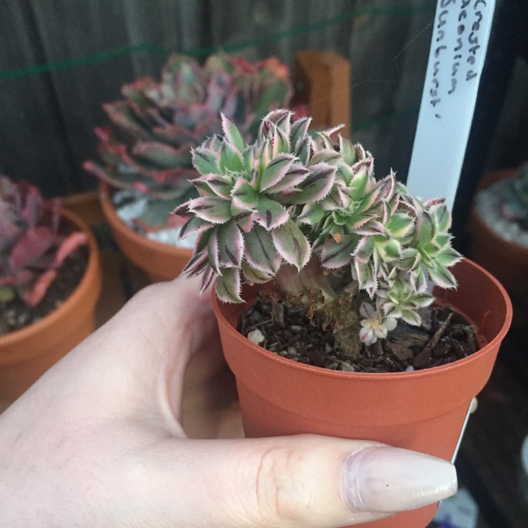 Plant image Aeonium Sunburst cristata