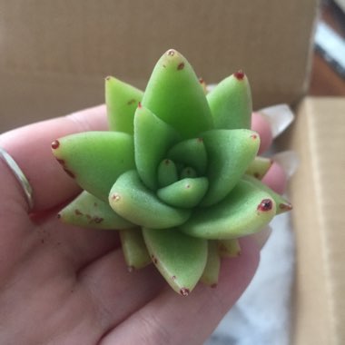 Echeveria Agavoides Corderoyi