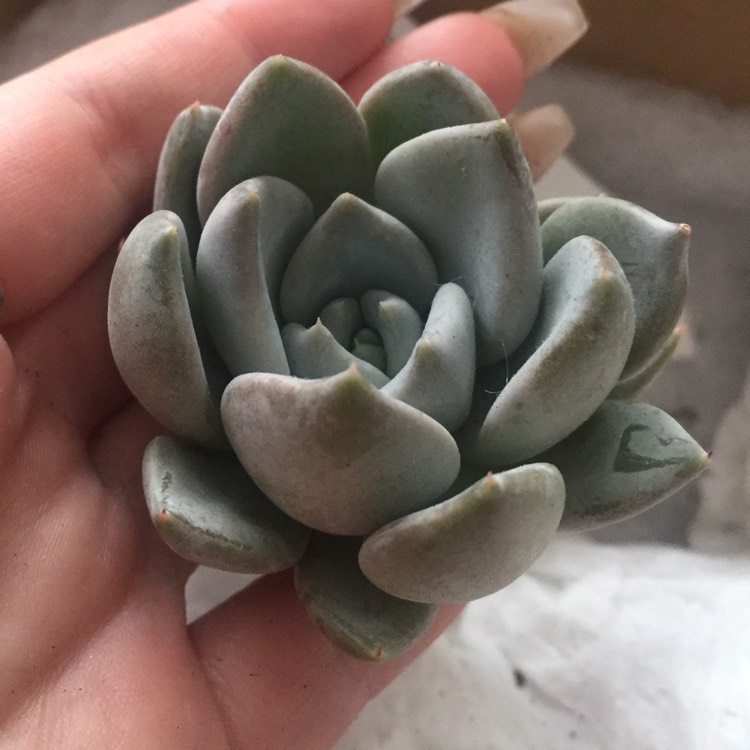 Plant image Echeveria Beverley