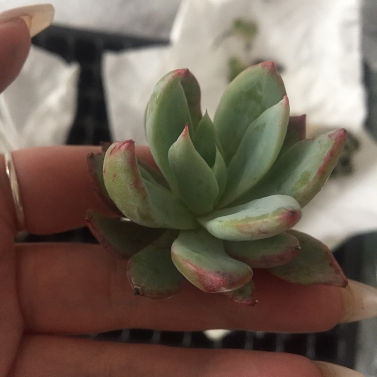 Plant image Echeveria Cleone