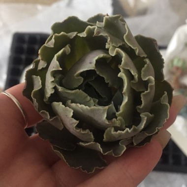 Echeveria Shaviana Truffles