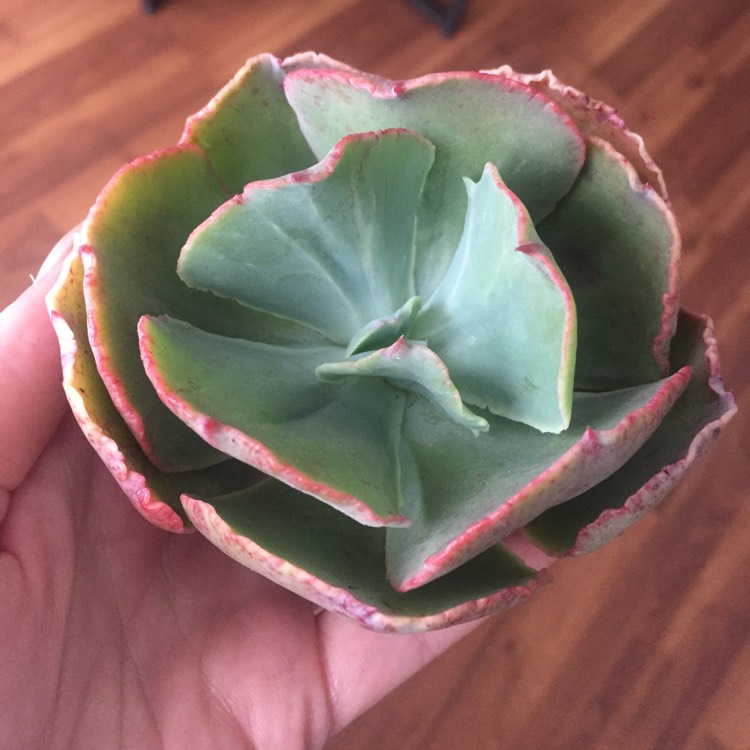 Plant image Echeveria Easter Bonnet