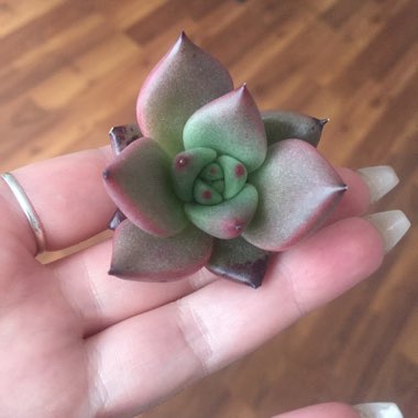 Echeveria Agavoides Romeo