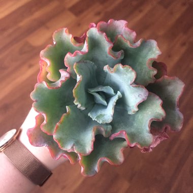 Echeveria Aquarius