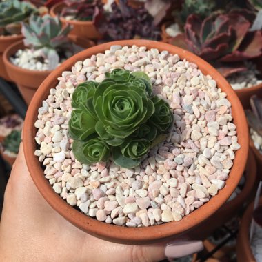 Aeonium Aureum