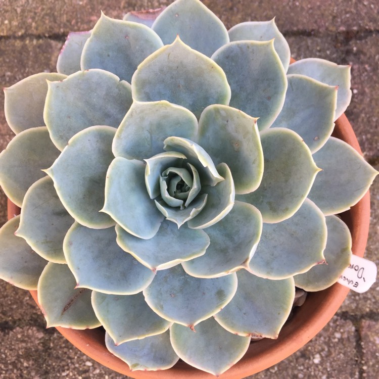 Plant image Echeveria Domingo