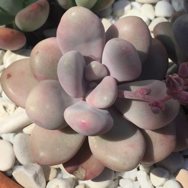 Graptopetalum Amethystinum