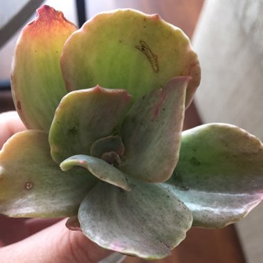 Echeveria Decora