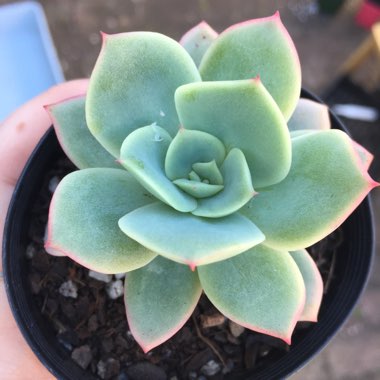 Echeveria Lemon And Lime