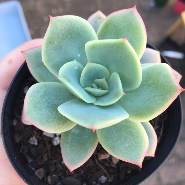 Plant image Echeveria Lemon And Lime