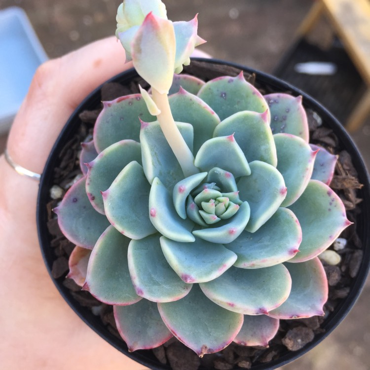 Plant image Echeveria Lara