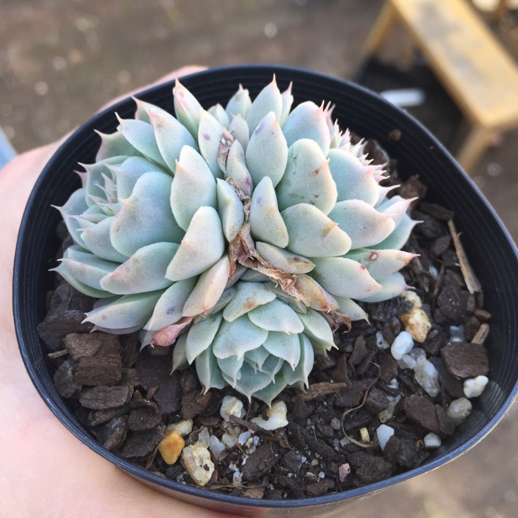 Plant image Echeveria Hyalina