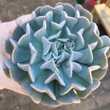 Echeveria Pinwheel Revolution