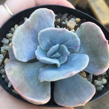 Echeveria Lilacina Monstrose