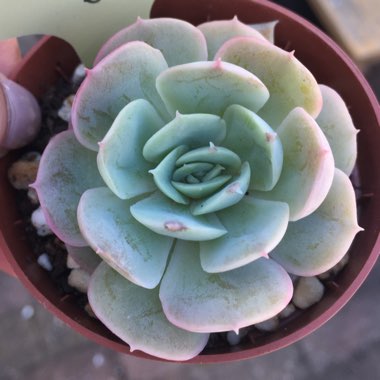 Echeveria Onslow