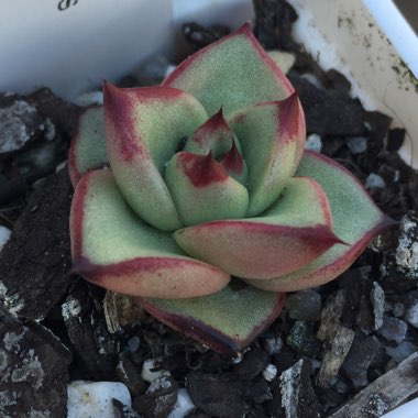 Echeveria Agavoides Ebony