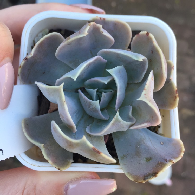 Plant image Echeveria Doppler