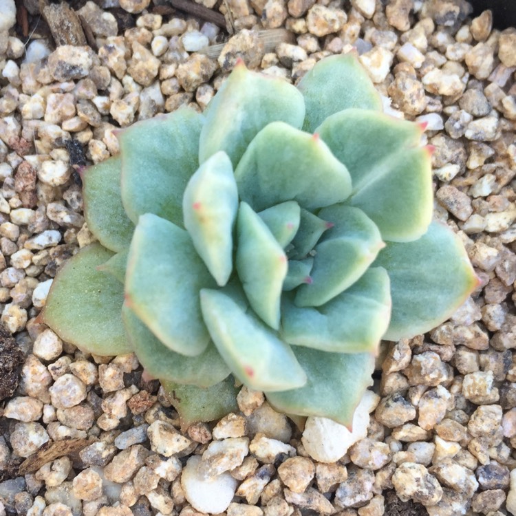 Plant image Echeveria Esther