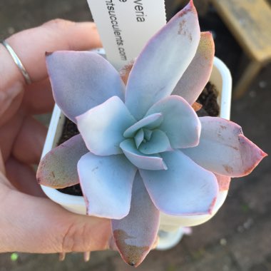 Echeveria Cante