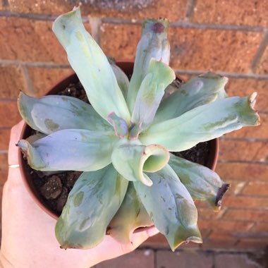 Echeveria Culibra