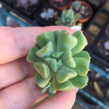 Echeveria Irish Mint