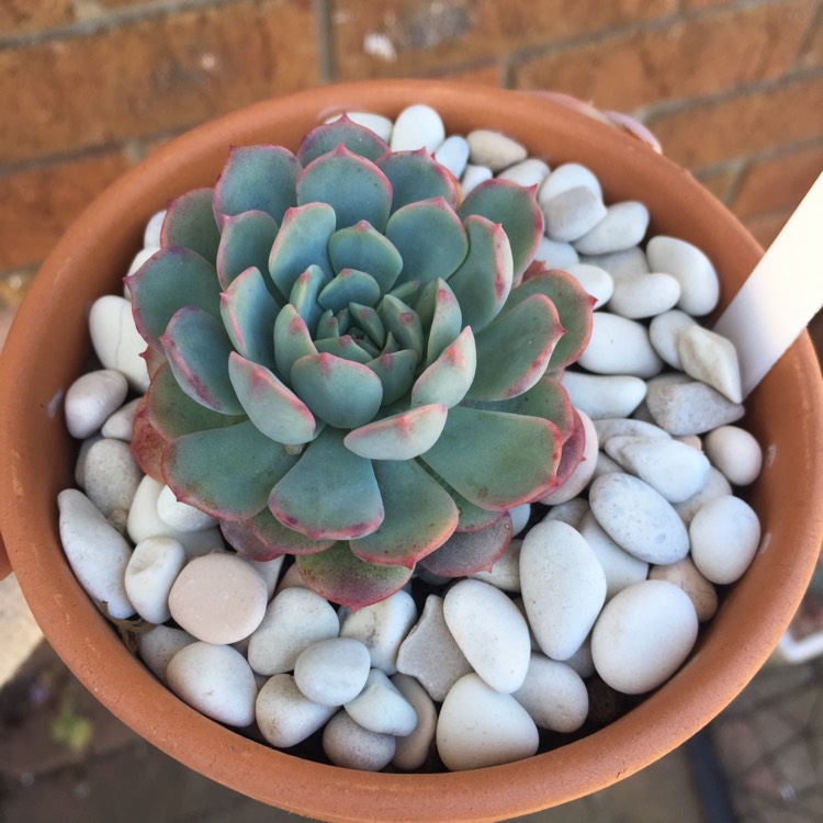 Plant image Echeveria Amoena