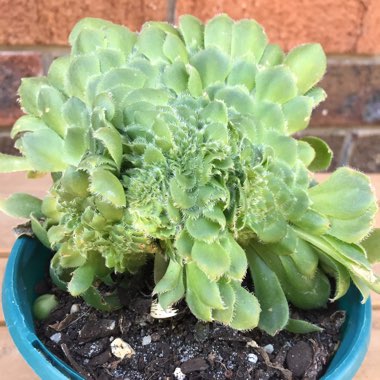 Aeonium Tabulaefoeme f. Cristata