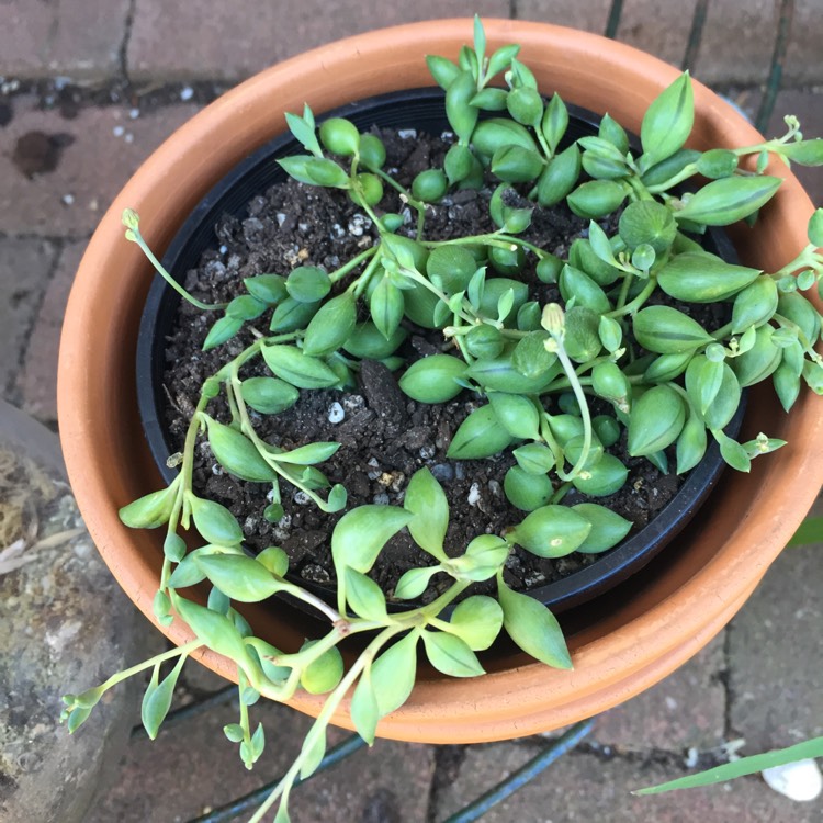 Plant image Senecio 'Radicans'