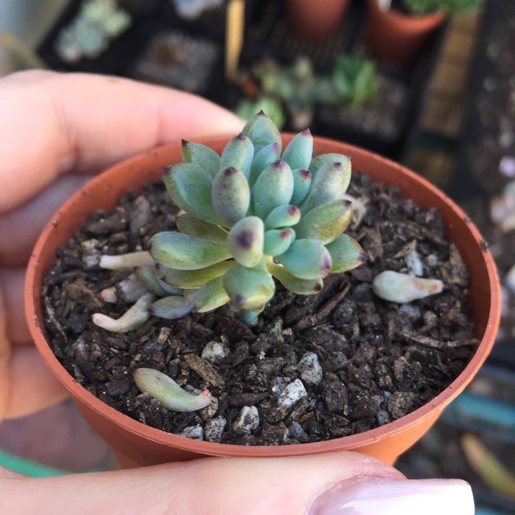 Plant image Graptopetalum Pachyphyllum