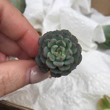 Echeveria Minima