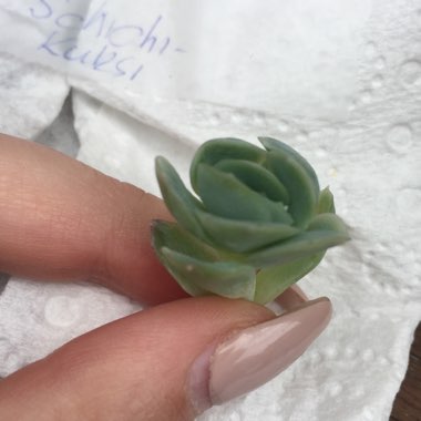 Echeveria Schichi-Kuksi