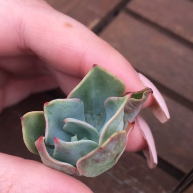 Echeveria Alpine Rose