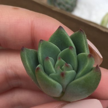 Echeveria Riga