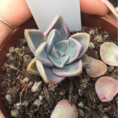 Echeveria Minima x Graptopetalum Paraguayense