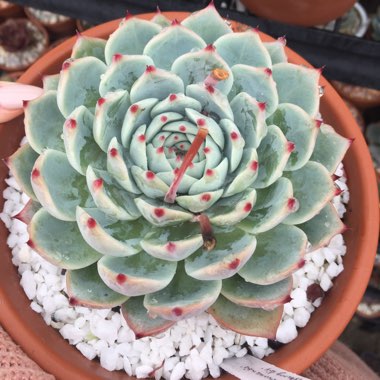 Echeveria Chihuahuaensis