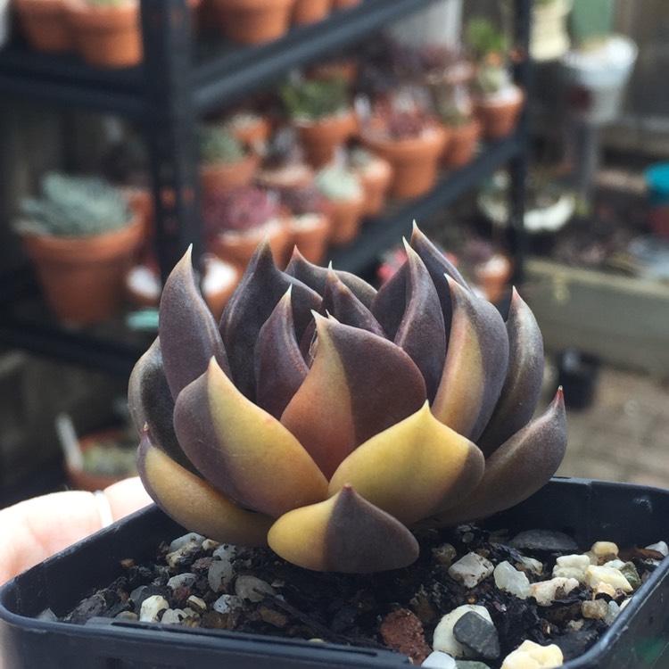 Plant image Echeveria Black Prince Variegata