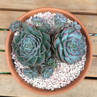 Echeveria Halbingeri