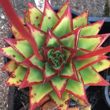 Echeveria Agavoides Red Edge