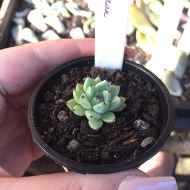 Echeveria Cuspidata var. Zaragozae