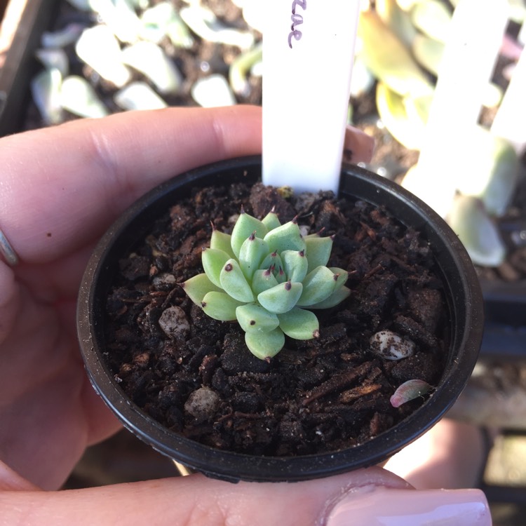 Plant image Echeveria Cuspidata var. Zaragozae