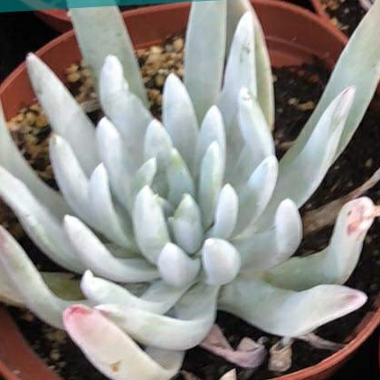 Plant image Dudleya Virens ssp.Hassei