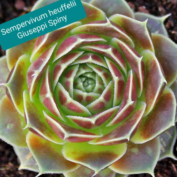 Plant image Sempervivum Heuffelii ‘Giuseppi Spiny'