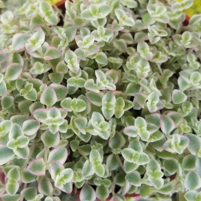 Plant image Crassula Pellucida Subsp. Marginalis 'Minima Albovariegata' 